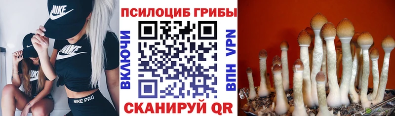 Псилоцибиновые грибы Psilocybe  Купить  Гороховец 
